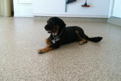 puppy-on-epoxy-garage-floor-Sundek-Austin-Tx